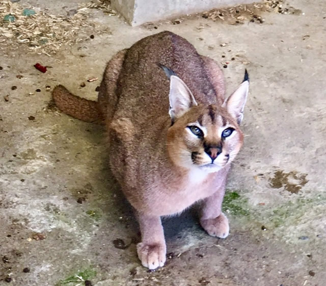Another of our Caracal male Kyoto, father of our F1 Caracats