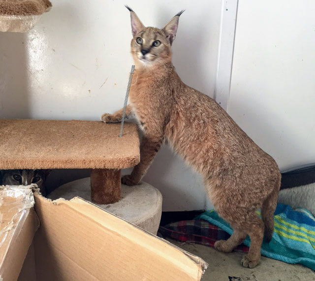 F1 Caracal, sired by our Caracal male Kyoto