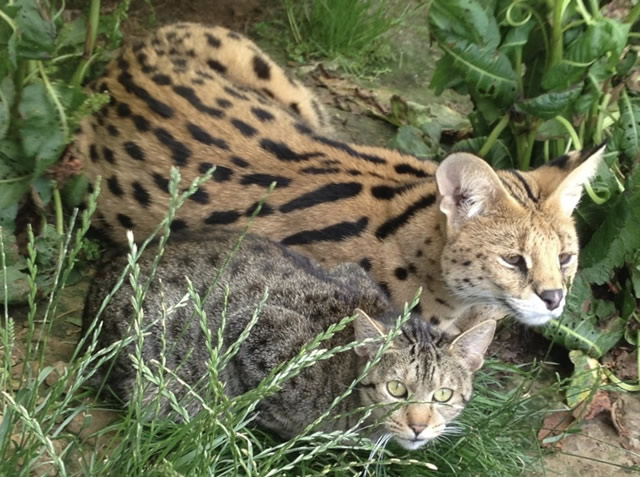 Our serval male Macchuie