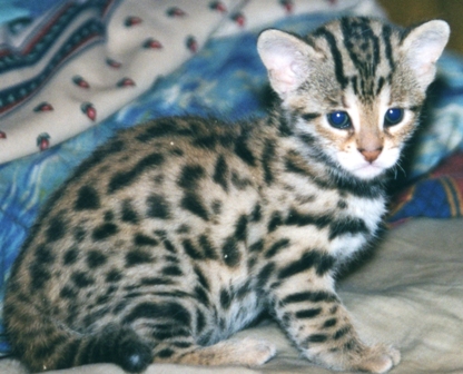 F1 Bengal Kitten Breeder Savanna Kitten Breeder Scotland