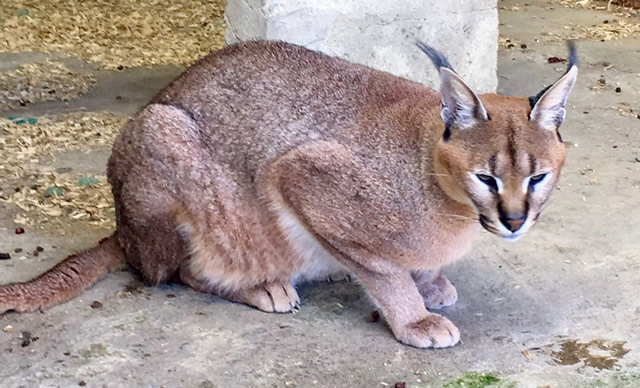 Our caracal male Kyoto, father of our F1 Caracats