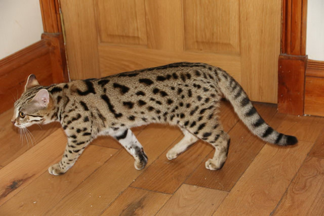 F1 savannah female we have bred and sold