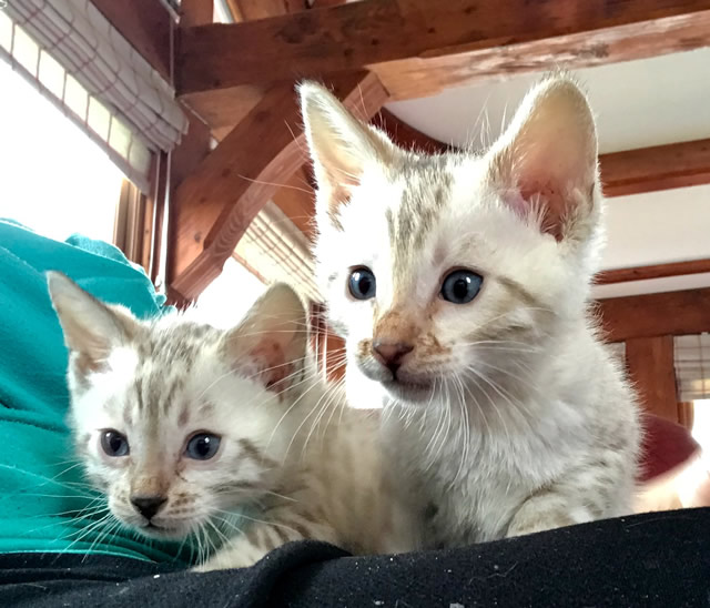 Blue Eyed Snow Bengal Boys For Sale