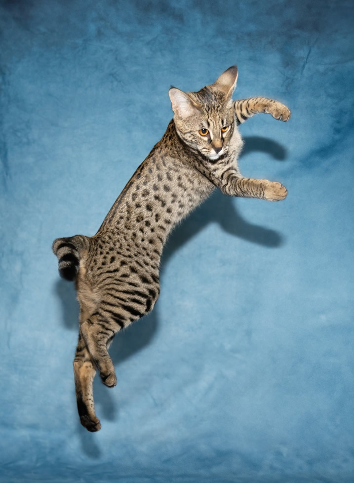 Gayzette Exotic Cats