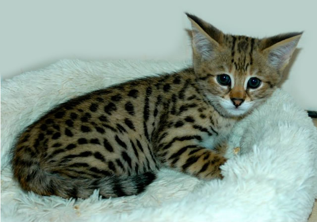 Serval kitten hot sale for sale