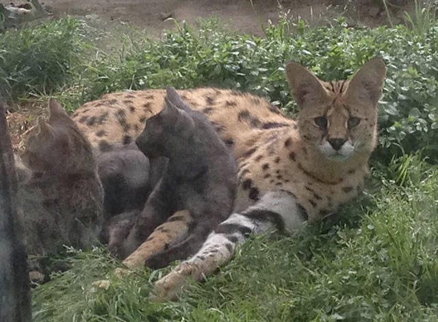 Serval male Macchuie and two of his girls