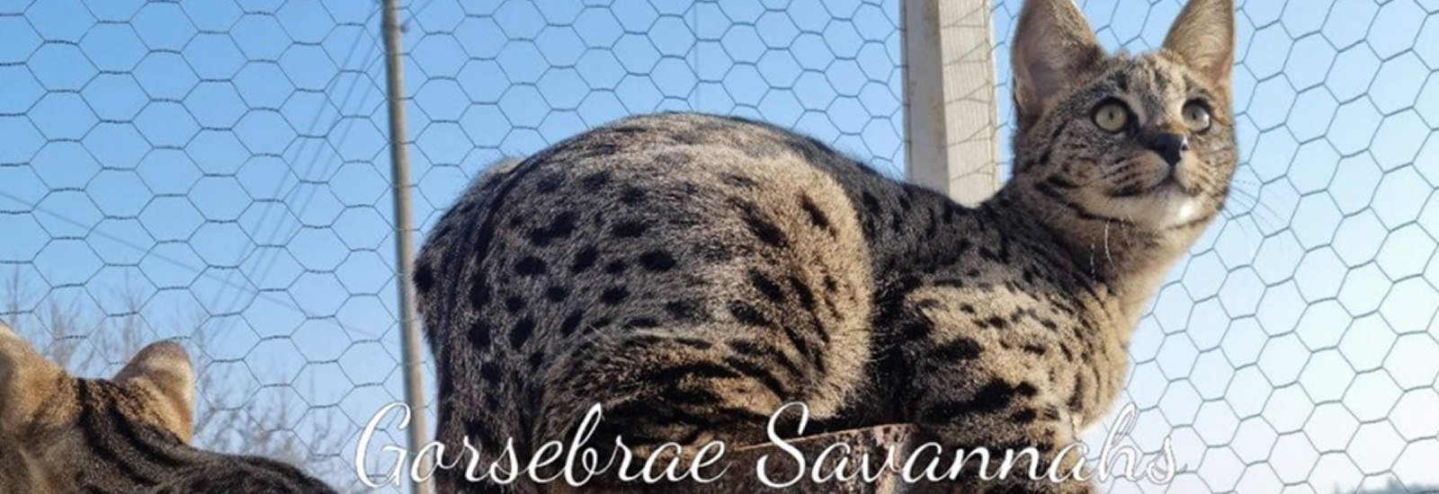 Gayzette Exotic Cats